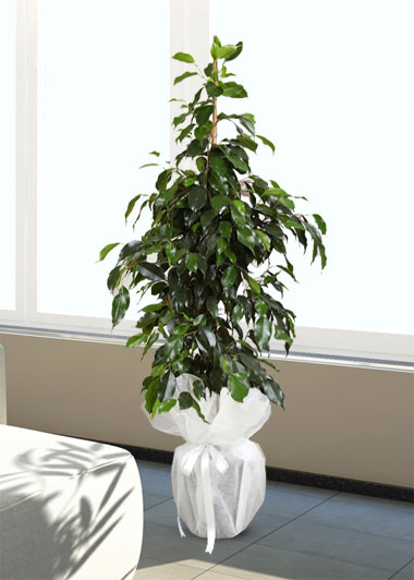 Ficus Benjamin Bitkisi  -  ficus-benjamin-bitkisi