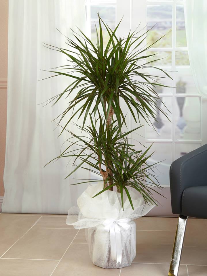 2 Köklü Marginata Bitkisi  -  3 koklu-marginata-bitkisi