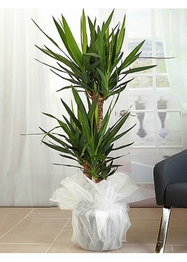 3 Kök Yucca Bitkisi  -  3-kok-yucca-bitkisi